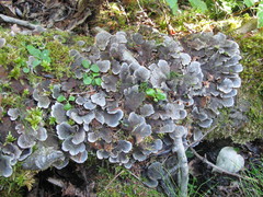 Peltigera cinnamomea