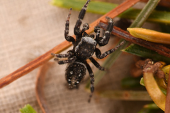 Dendryphantes nigromaculatus