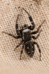 Dendryphantes nigromaculatus