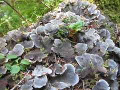 Peltigera cinnamomea