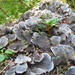 Peltigera cinnamomea - Photo (c) Andrew Simon, some rights reserved (CC BY-NC), uploaded by Andrew Simon