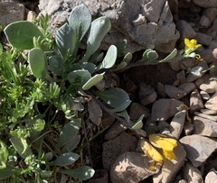 Physaria alpina