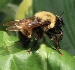 Laphria thoracica