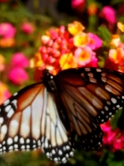 Danaus gilippus candidus
