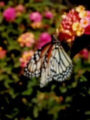 Danaus gilippus candidus