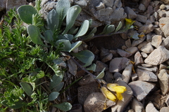 Physaria alpina