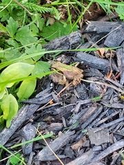Lithobates sylvaticus image