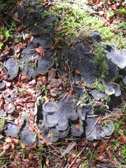 Peltigera cinnamomea