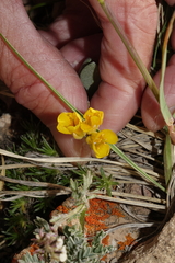 Physaria alpina