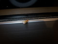 Acalyptratae