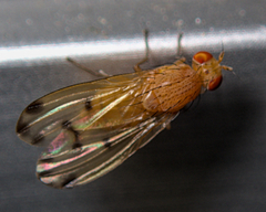Acalyptratae