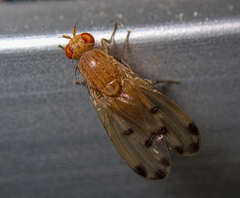 Acalyptratae