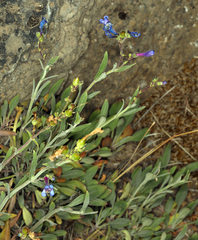 Penstemon gracilentus