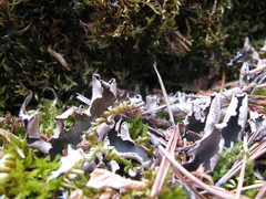Peltigera malacea