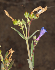 Penstemon gracilentus