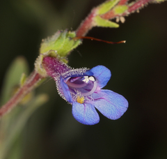Penstemon gracilentus
