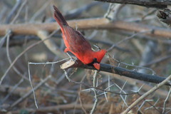 Cardinalis cardinalis mariae