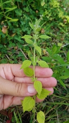 Chaiturus marrubiastrum