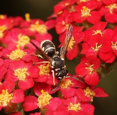 Stenodynerus blandus