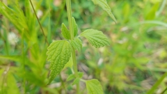 Chaiturus marrubiastrum