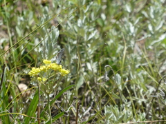 Euphilotes ancilla