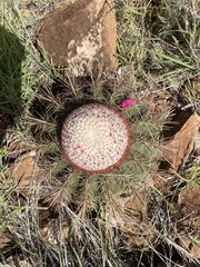 Melocactus macracanthos