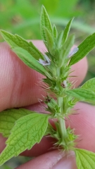 Chaiturus marrubiastrum