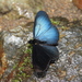 Gnathotriche mundina steinii - Photo (c) Lepidoptera Colombiana, algunos derechos reservados (CC BY-NC), subido por Lepidoptera Colombiana
