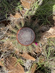 Melocactus macracanthos