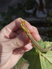 Eichlinia cucurbitae