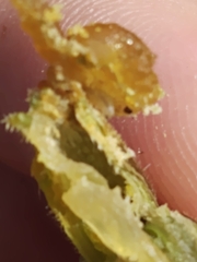 Eichlinia cucurbitae