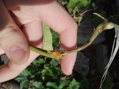 Eichlinia cucurbitae