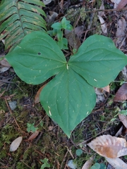 Trillium ovatum
