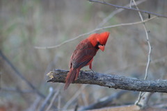 Cardinalis cardinalis mariae
