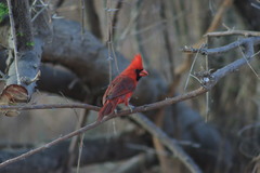 Cardinalis cardinalis mariae