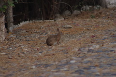 Sylvilagus graysoni