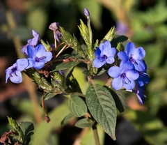 Eranthemum