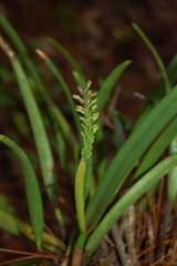 Arpophyllum laxiflorum