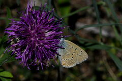 Lycaena hippothoe eurydame