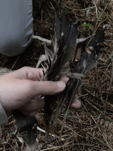 Plume de Macreuse brune