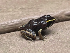 Phyllobates lugubris