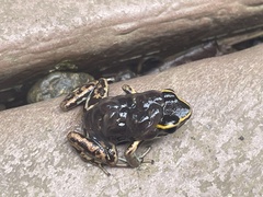 Phyllobates lugubris