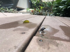 Phyllobates lugubris