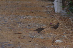 Callipepla douglasii vanderbilti