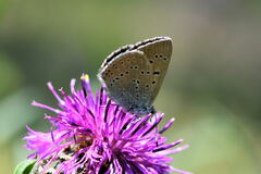 Lycaena hippothoe eurydame