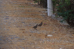 Callipepla douglasii vanderbilti