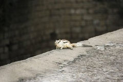 Funambulus pennantii