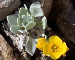 Physaria alpina