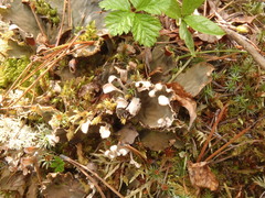 Peltigera scabrosa