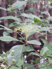 Cornus foemina